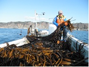 (写真)わかめ生産の復興状況